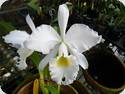 Cattleya labiata alba